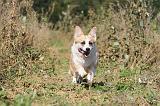 CORGI PEMBROKE 330
